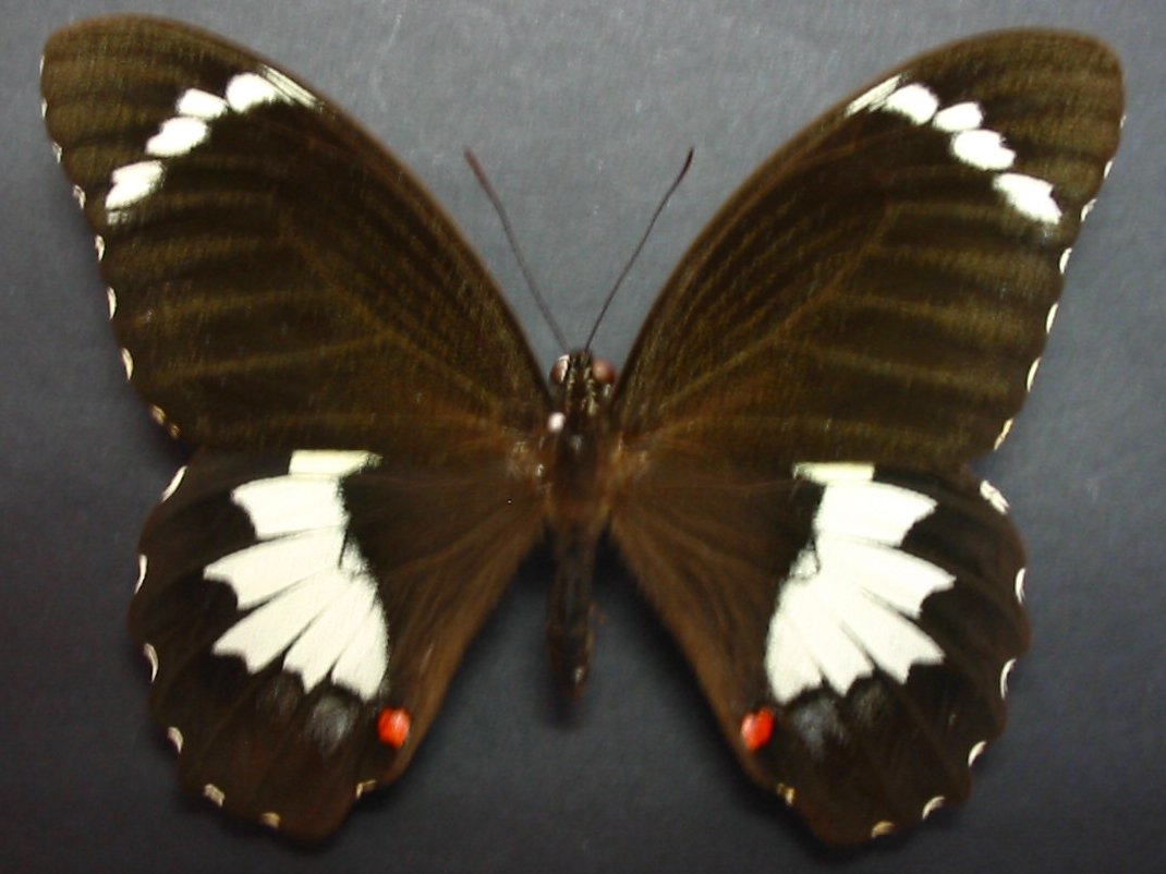 Life Cycle Of Orchard Swallowtail Papilio Aegeus Aegeus